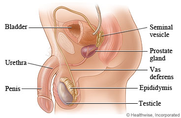 Learning About Testicular Health