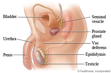 Testicular Health