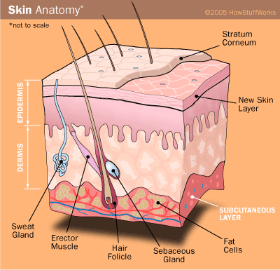 fat cells, adipose tissue