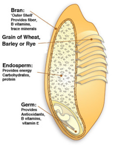 What is Gluten Anyway?