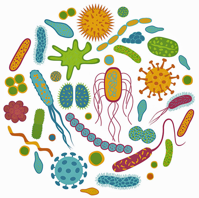 Probiotic Supplements