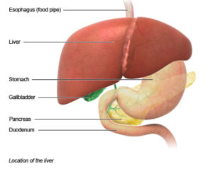 The function of the liver