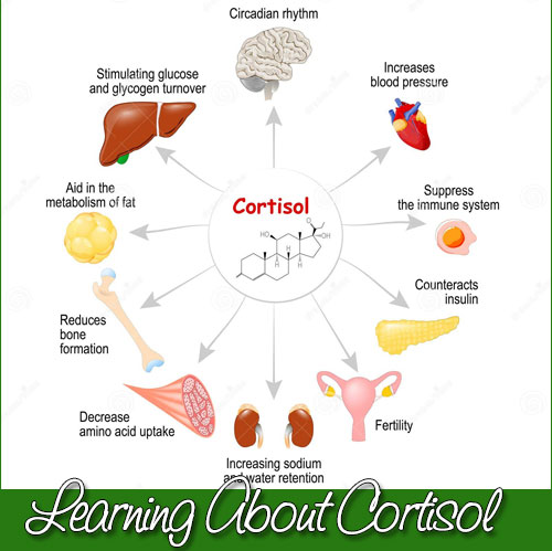 Learning About Cortisol
